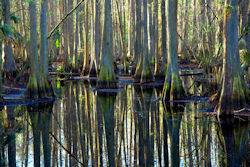 Cypress Swamp